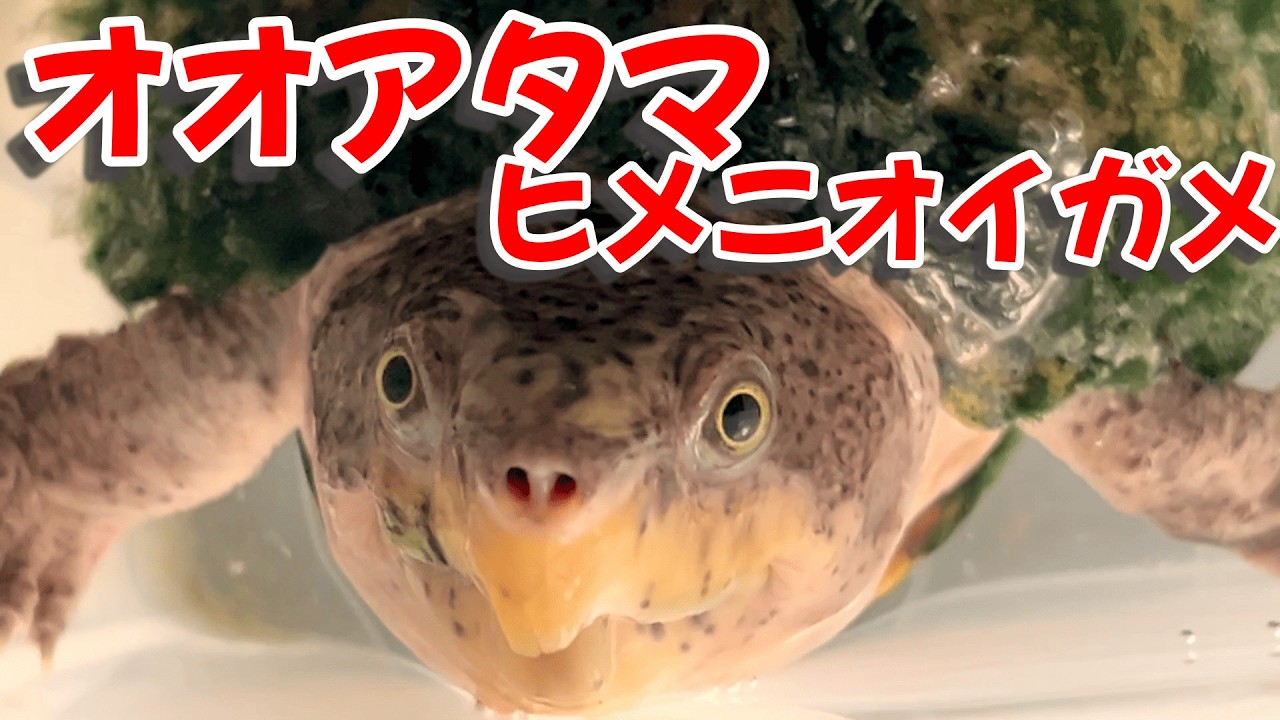 オオアタマヒメニオイガメ「オルカプロジェクトさんのアジトへ♪」
