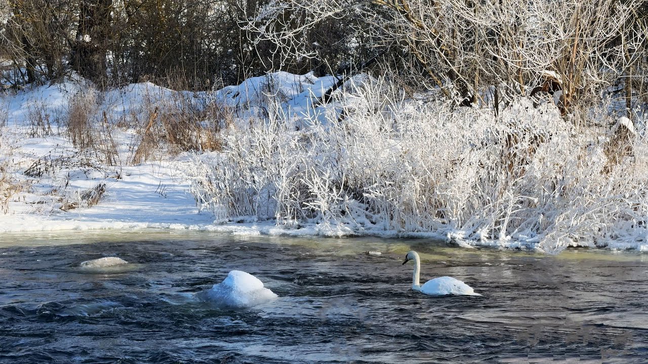 Relaxing Winter River Sounds for Sleep | 1 Hour Nature Sounds 4K