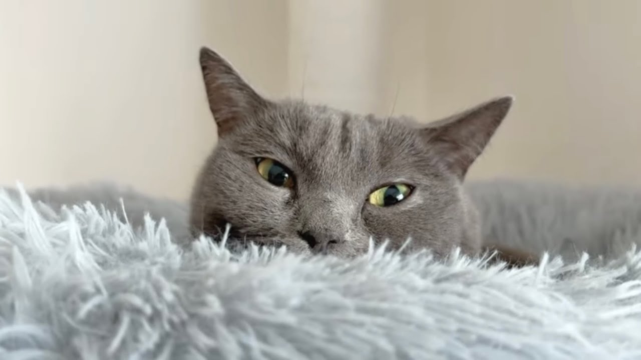 猫Vlog｜姉妹の距離感と静かな朝