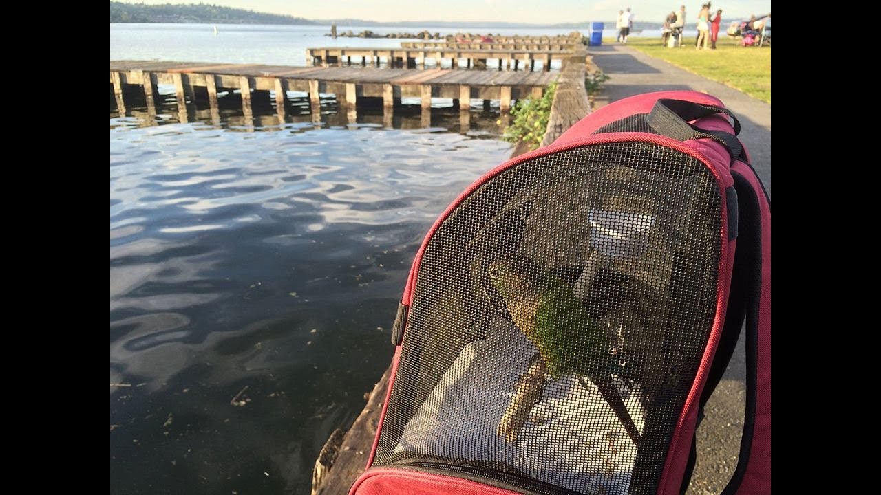 Parrot Carrier Backpack - Guide to Green Cheek Conure Behavior