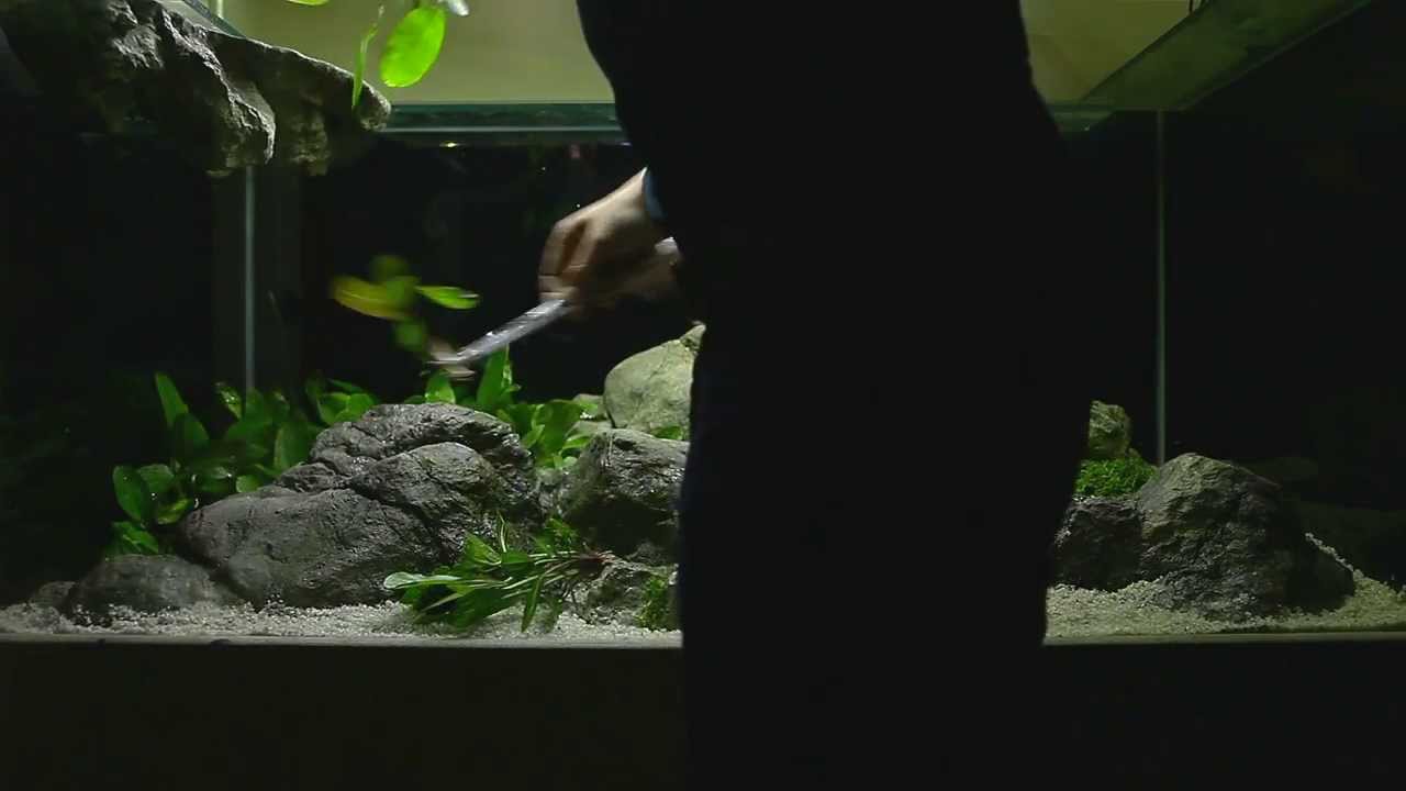 CO2 Free Discus Aquascape by Dan Crawford