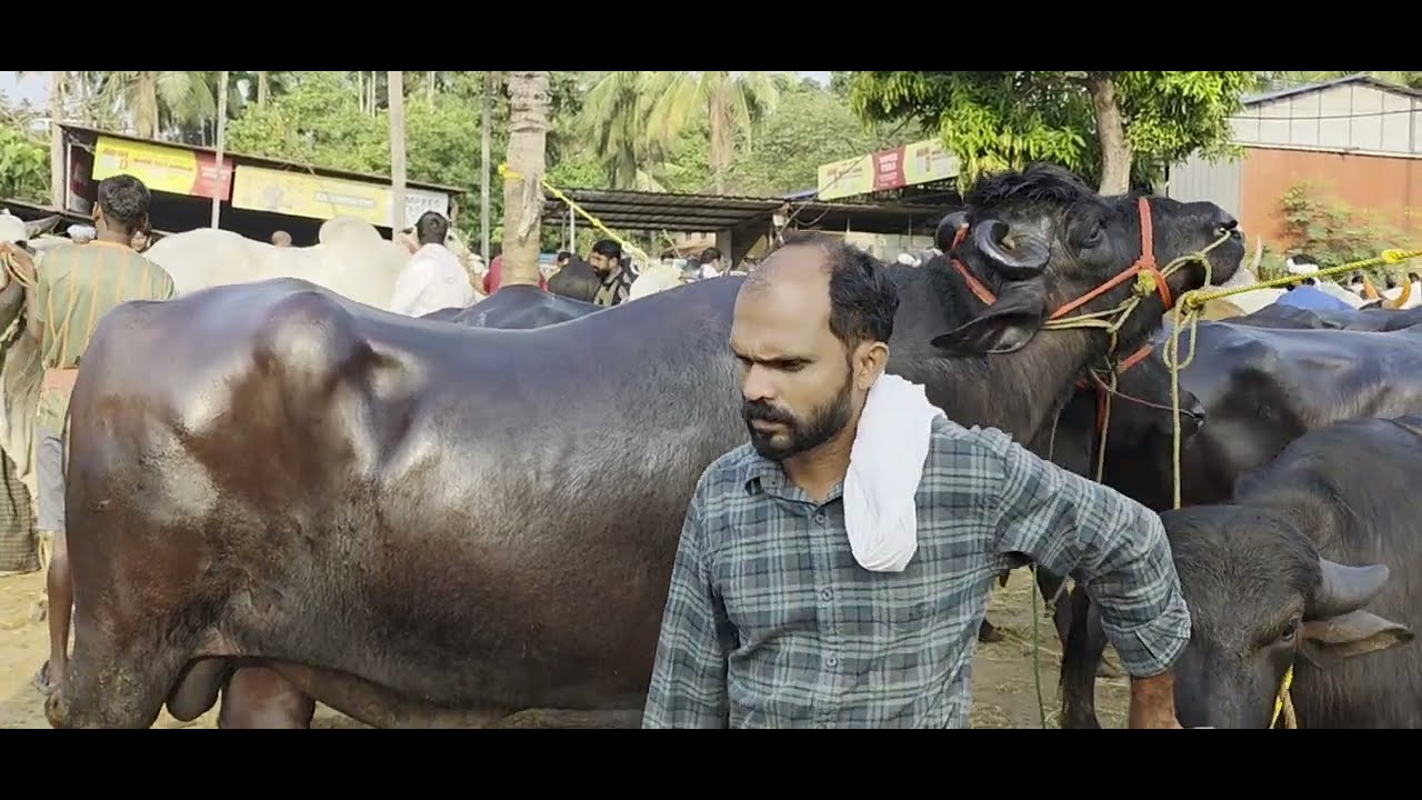 ചട്ടിപ്പറമ്പ് ചന്തയിലെ ആന പോത്തുകൾ! 🐃 