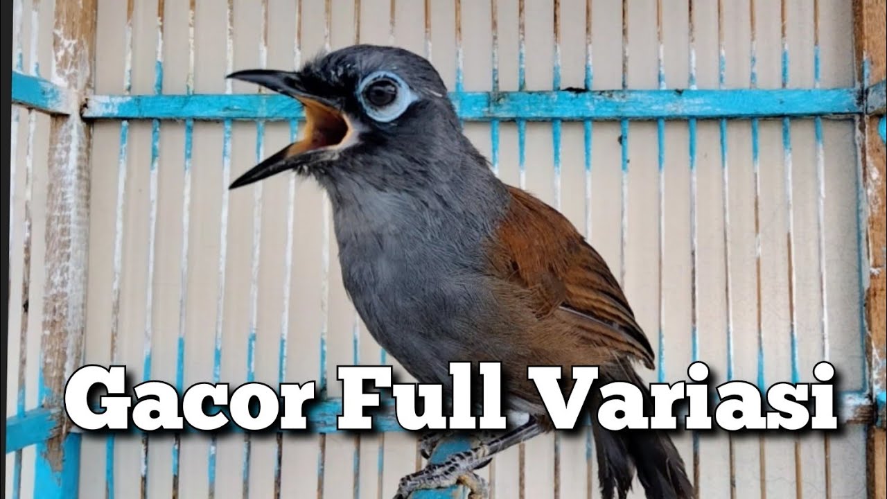 Poksay mantel, Poksay Medan, Gacor Full Fariasi, pancingan Ampuh Terbukti, Burung Gacor