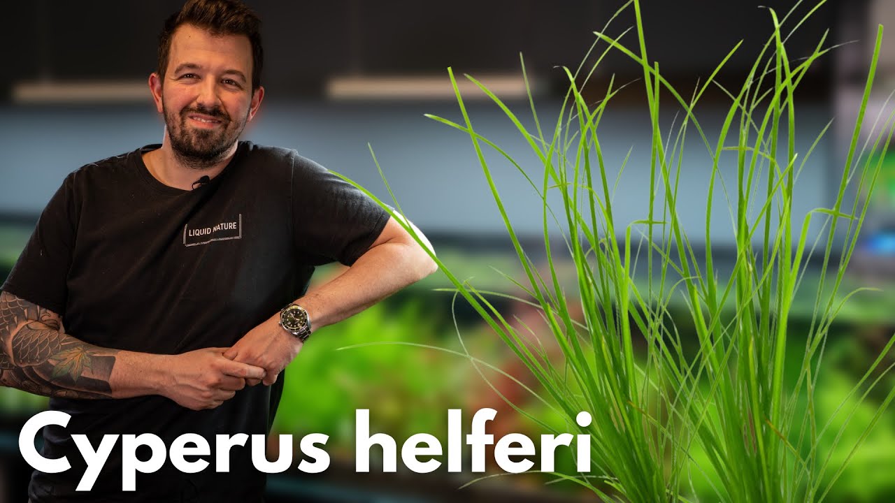 Cyperus helferi | Liquid Nature Pflanzenvorstellung
