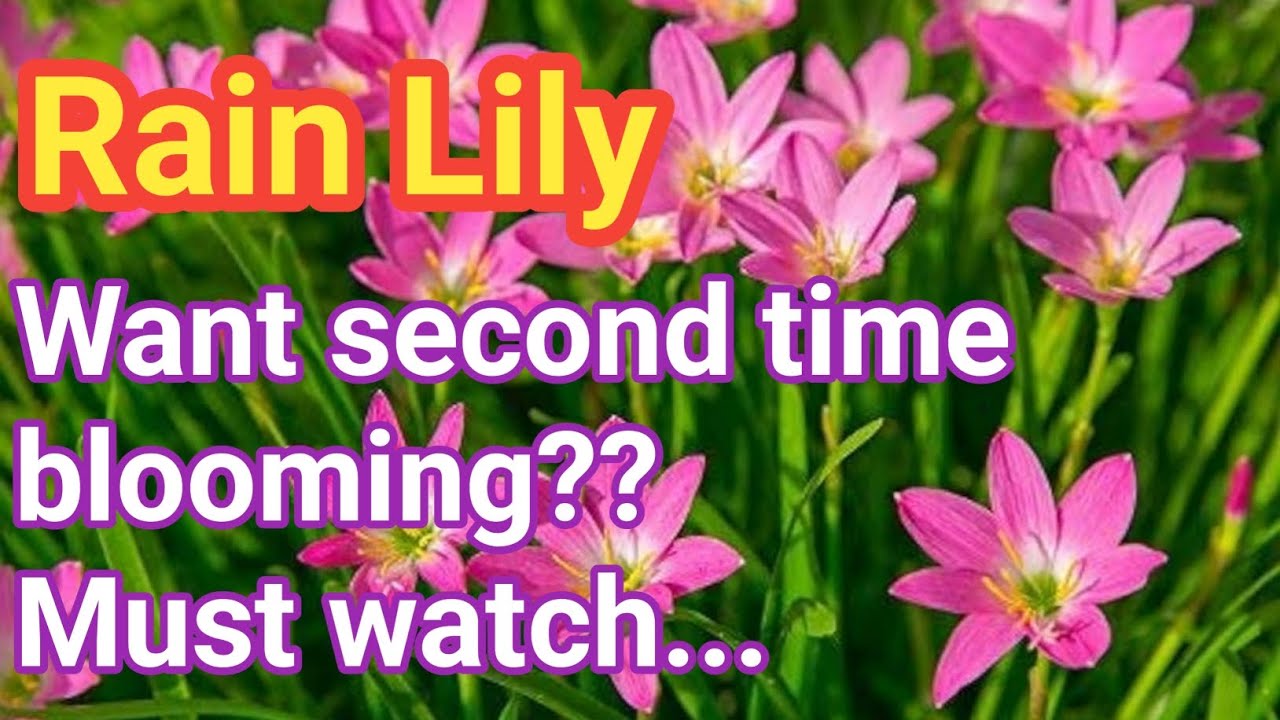 How to care Rain Lily plan for second time blooming // Rain Lily flower // Rain Lily