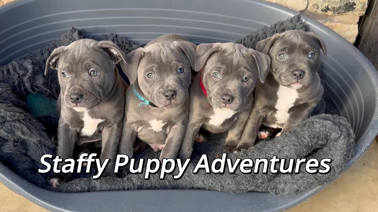 Blue eyed Staffy Puppy Adventures - A Heartwarming Day with Blue Staffy Puppies