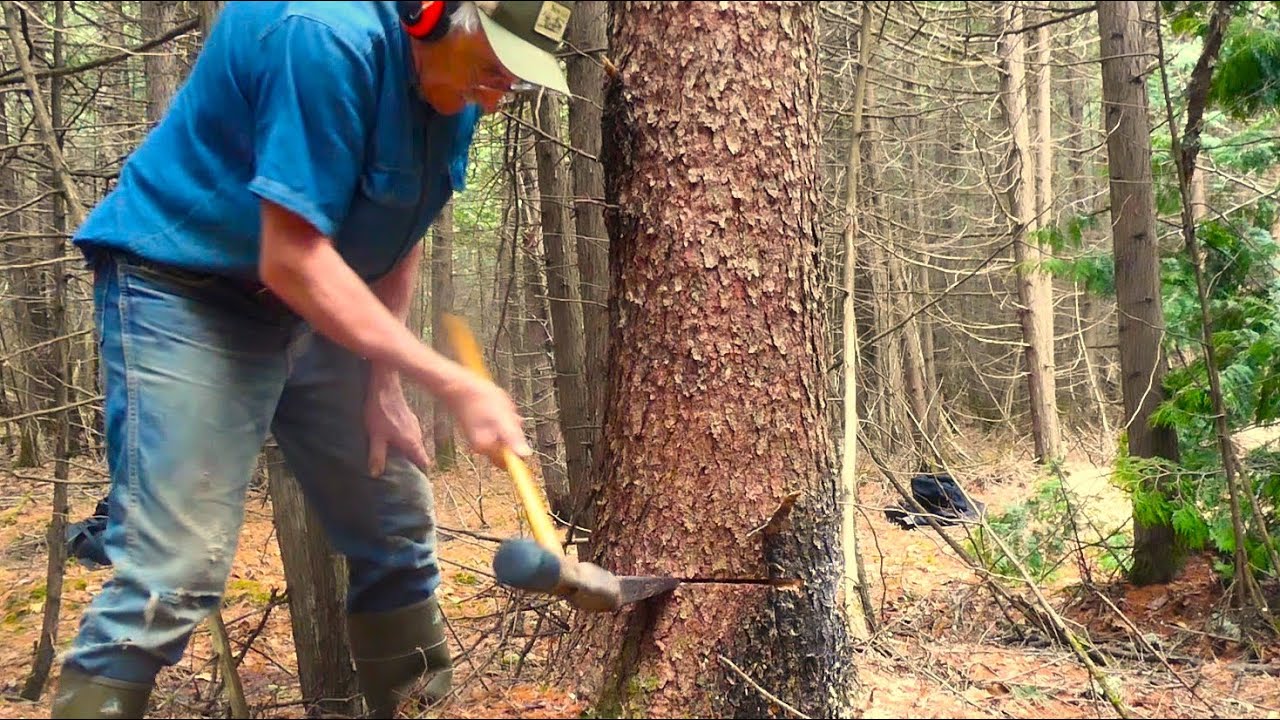 Felling Some Tamarack for the New Log Cabin-Martin's Old Off Grid Log Cabin#274