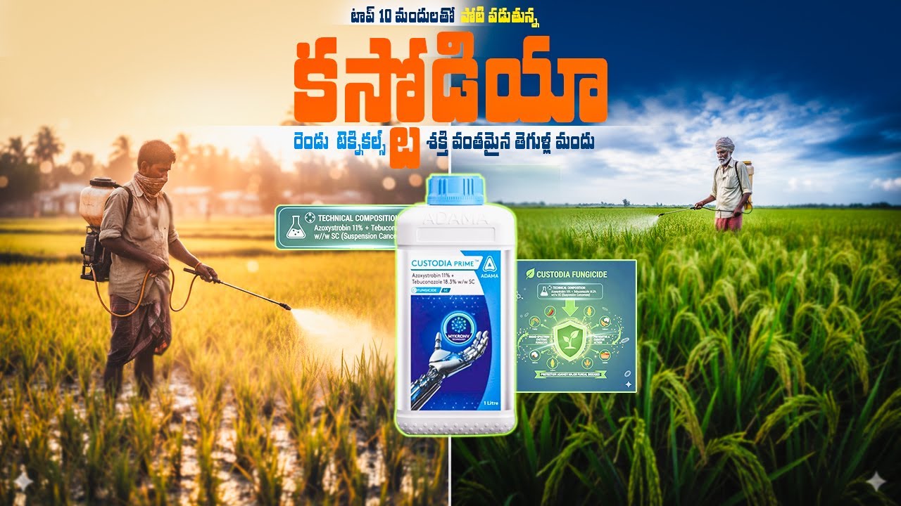Custodia – ప్రతి పంటకు రక్షణ కవచం  Best Fungicide for All Crops  పూర్తి వివరణ తెలుగులో