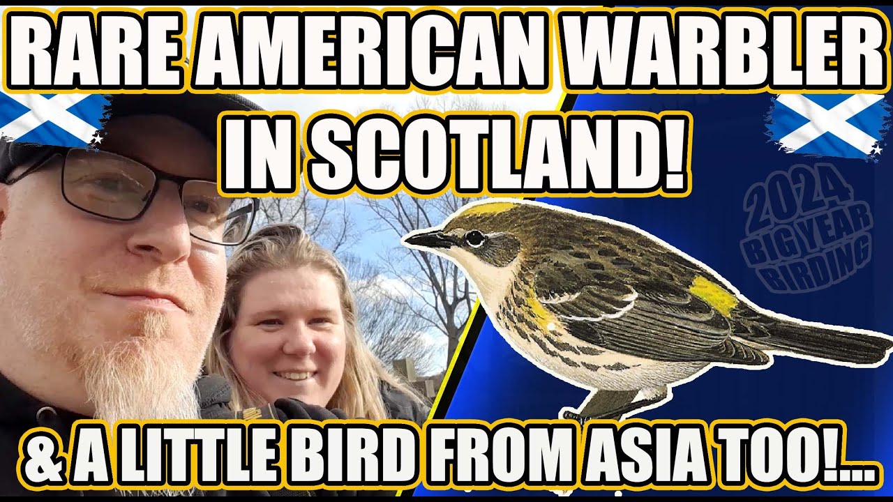 A MYRTLE WARBLER IN THE UK! ALSO ANOTHER FRUSTRATING LIFER TO FIND.