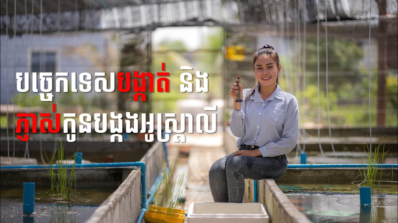 បច្ចេកទេសបង្កាត់ និងភ្ញាស់កូនបង្កងអូស្រ្តាលី  | Crayfish Breeding and Hatchery