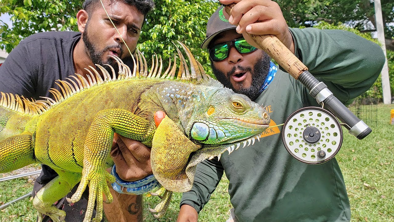 Fly Fishing for Giant Iguanas