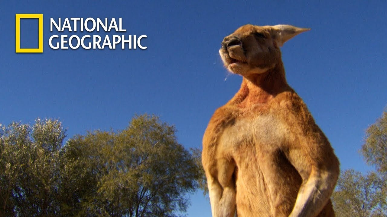 Muscular Kangaroos' Martial Arts Match｜National Geographic
