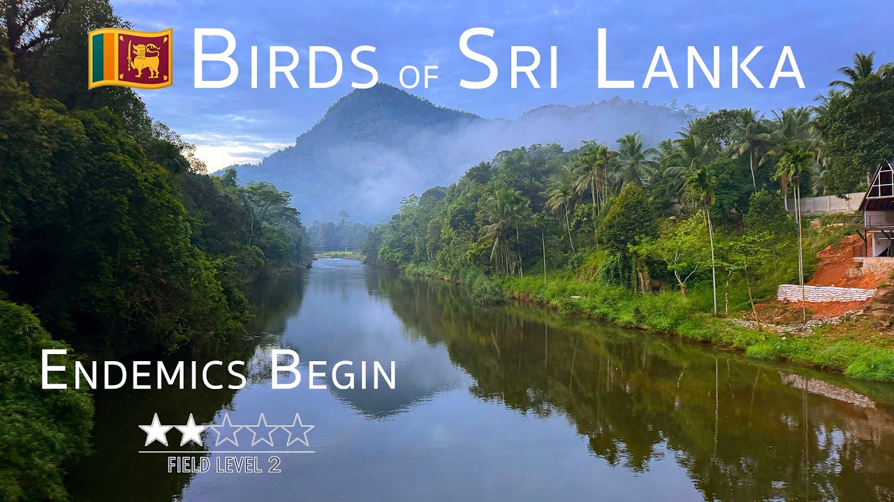 Sri Lanka Birding Adventure | Into the Wet Zone | 1/5