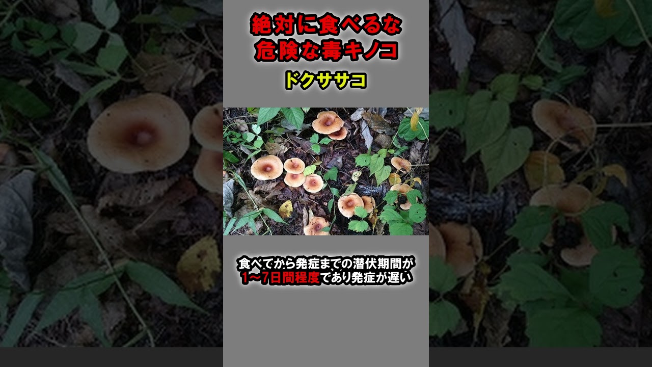 【絶対に食べるな】危険な毒キノコ【3選】②