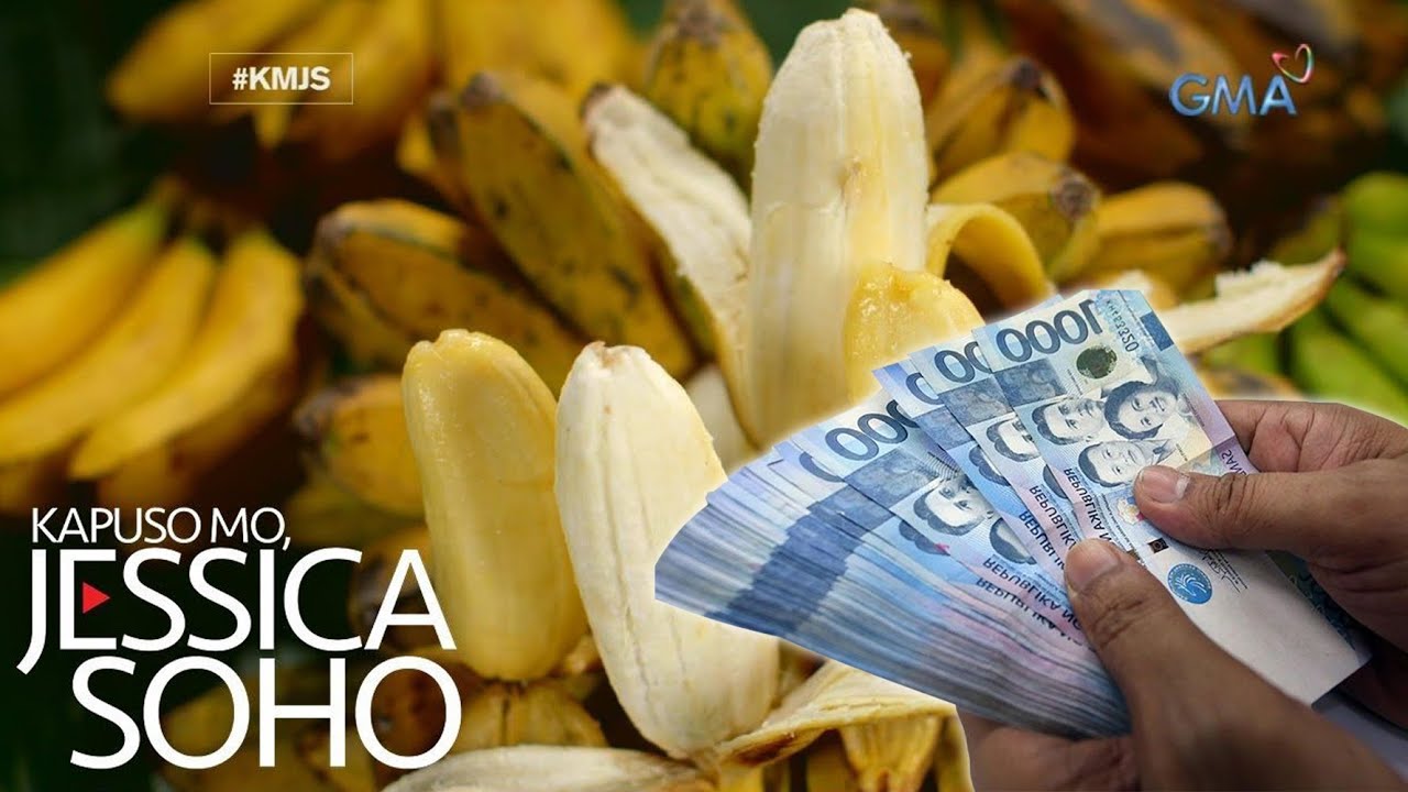 Kapuso Mo Jessica Soho: Trending na Saging Malaki Ang Pwedeng Kitain!