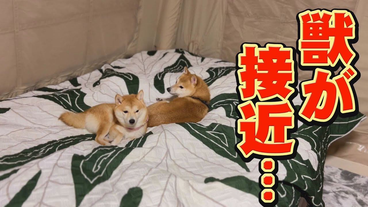 テントで爆睡していたら、突然、獣の鳴き声が・・・