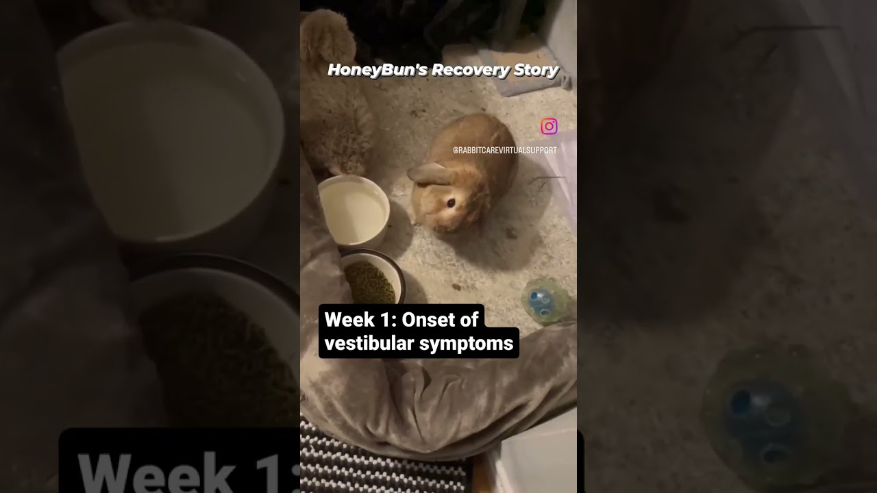 HEAD TILT RABBIT SUCCESS STORY: FROM CRITICALLY ILL TO RECOVERY! -RABBIT CARE VIRTUAL SUPPORT (2023)