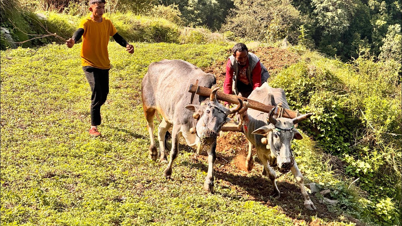 आलू के खेत में लग रहा है अब हल | साल का पहला हल । 