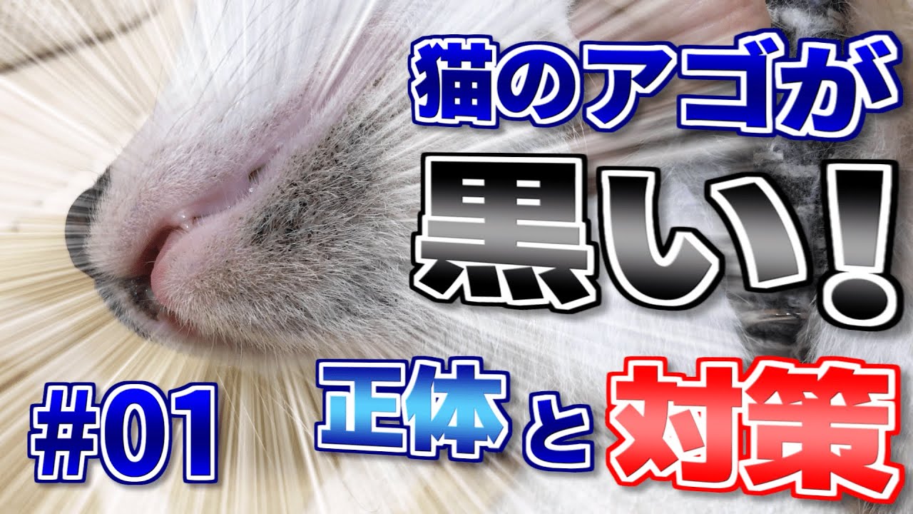 猫のアゴが黒いときの正体と対策#01
