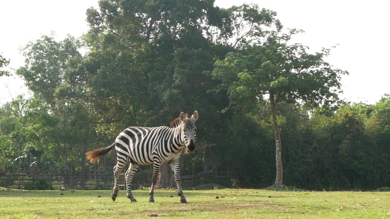 Calauit Safari Park - Zebra Walking