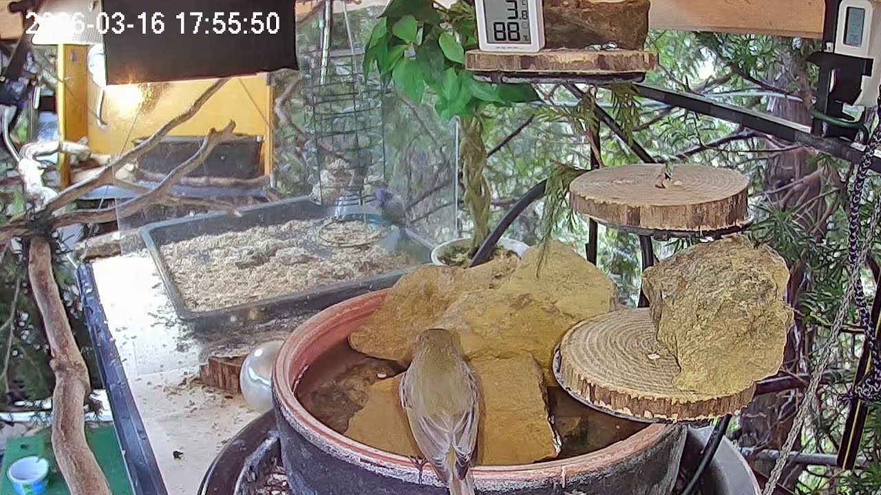Später Nachmittag am Vogel-Spa (16.03.2026)