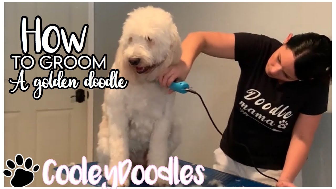 HOW TO GROOM A DOG GOLDENDOODLE FROM HOME EASY
