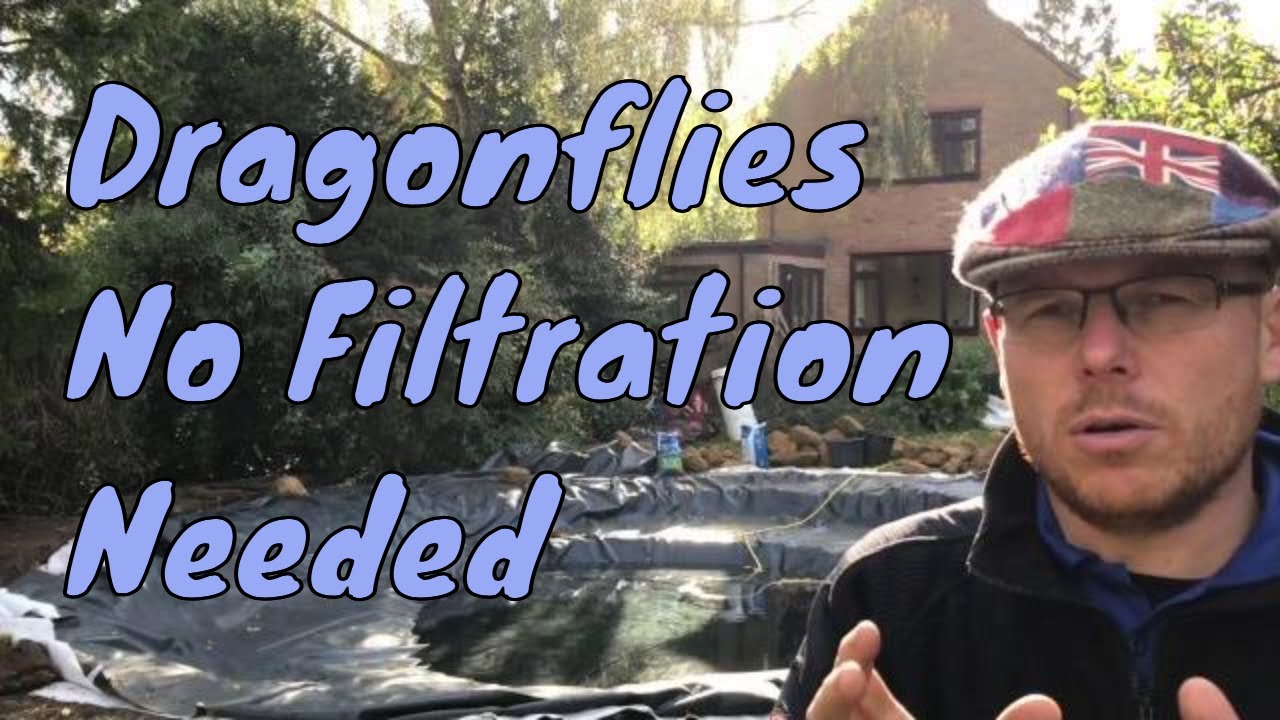 How to make a natural pond for Dragonflies - No Filtration