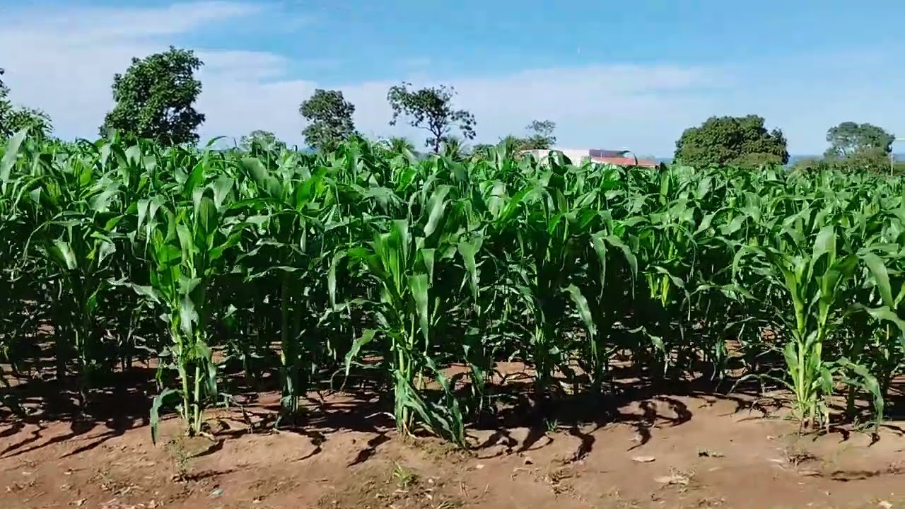 Vende-se chácara no Município de vila Boa - GO. Mais informações na descrição 👇