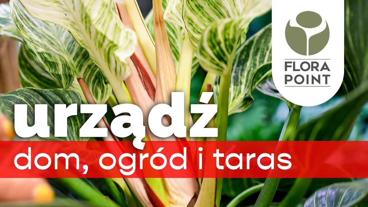 Owocowe wazony, paprotka z wariegacją i rośliny na ogród oraz taras | przegląd nowości | Flora Point