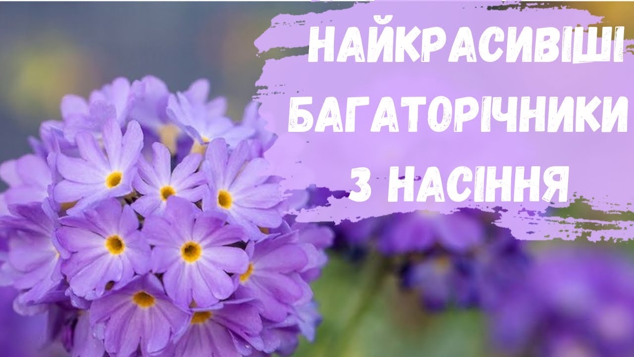 НАЙКРАСИВІШІ БАГАТОРІЧНИКИ ІЗ НАСІННЯ