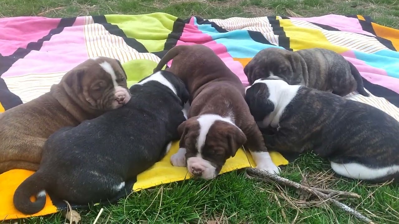 Alapaha Blue-Blood Bulldog puppies