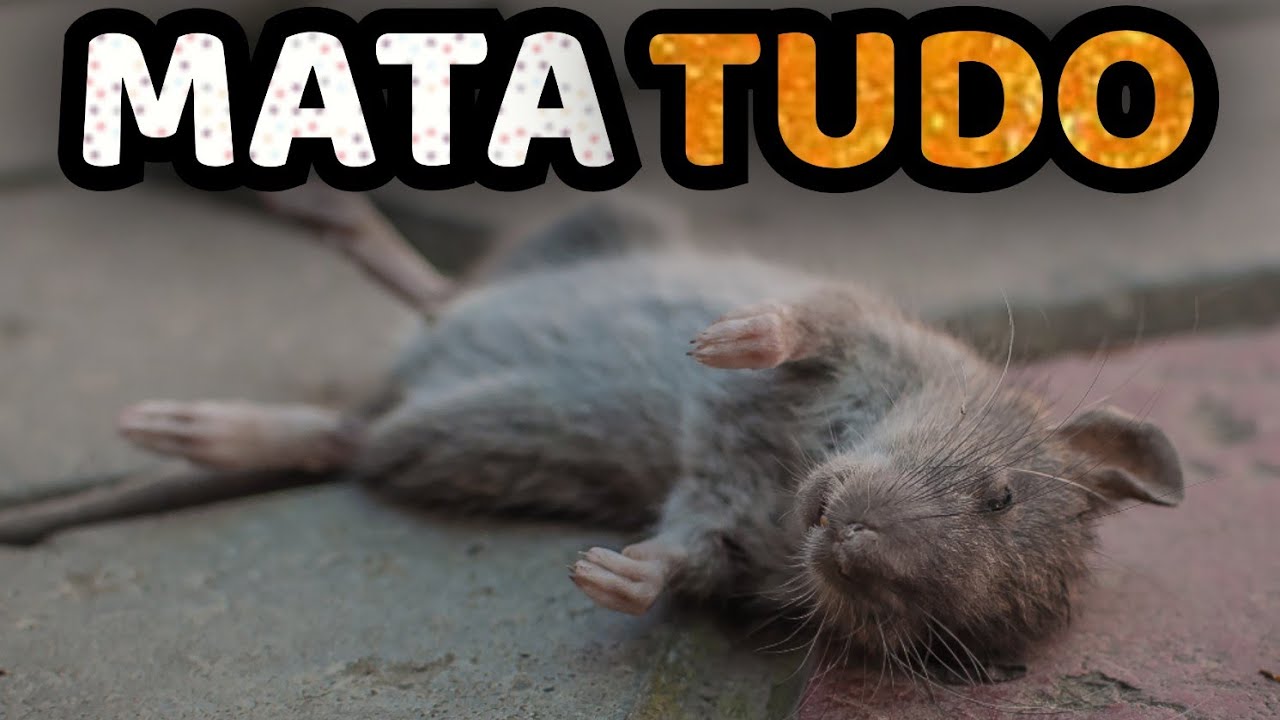 Como Matar Ratos | Mata Ratos em Casa e Jardim SEM VENENO | 2 Receitas Gratuitas