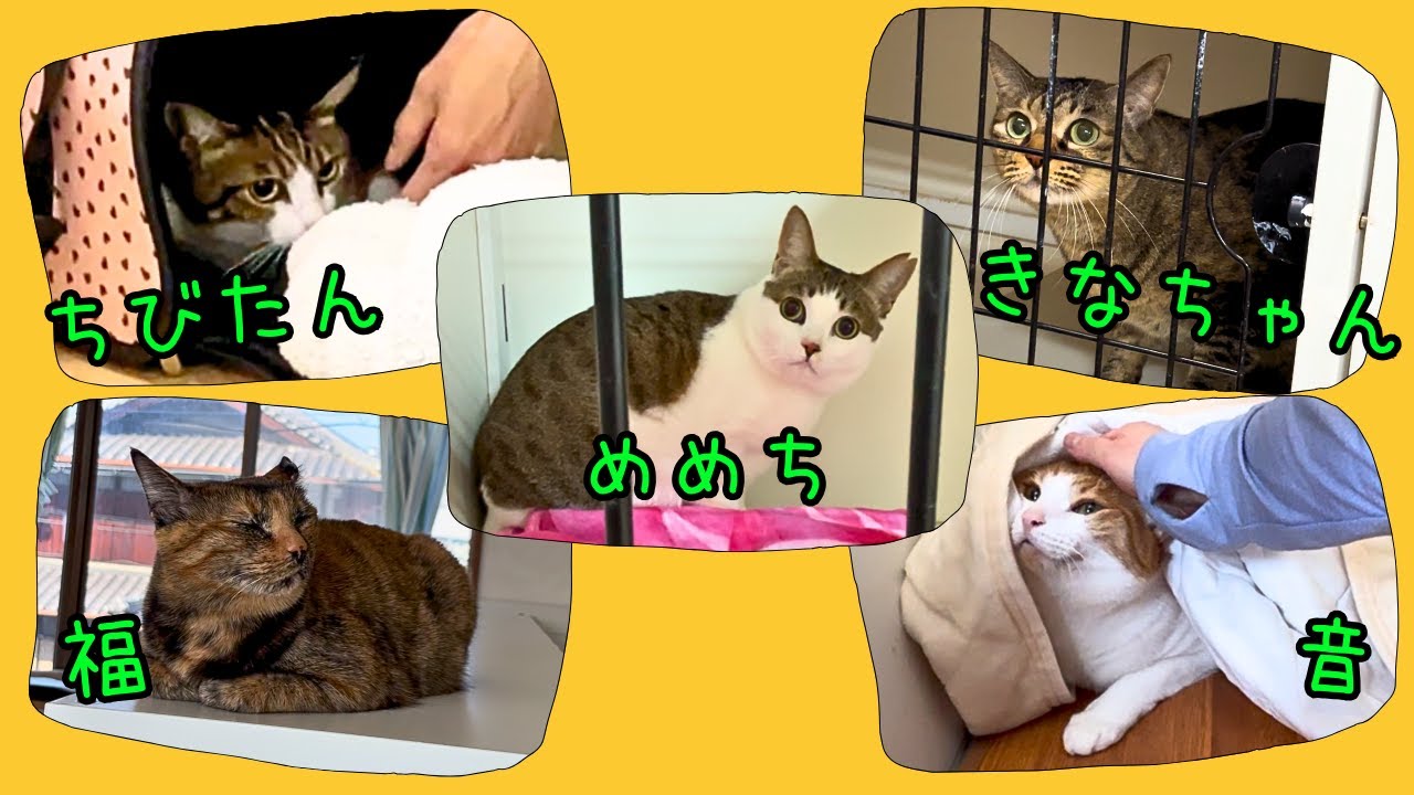猫ホテルのニャンズฅ(≡・ω・≡)ฅﾆｬｰ!!【めめち/きなちゃん/ちびたん/音/福】