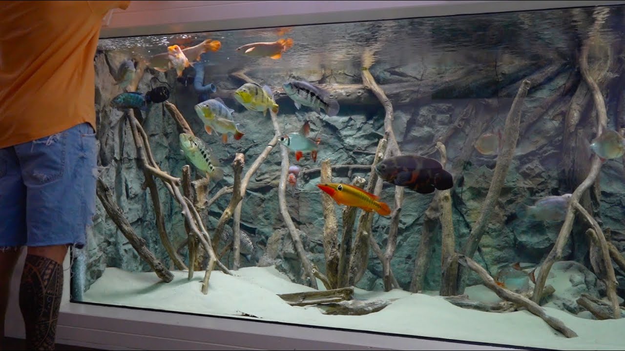 HUGE FISH FEEDING TIME | Peacock bass, Arowana, Jaguar cichlid, Dovii, Flowerhorn, Oscar fish etc.