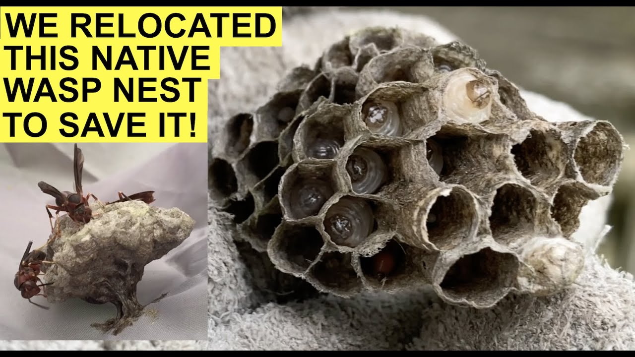 RELOCATING A WILD PAPER WASP NEST TO SAVE IT! Had to Rescue a Native Polistes Metricus Nest Today!