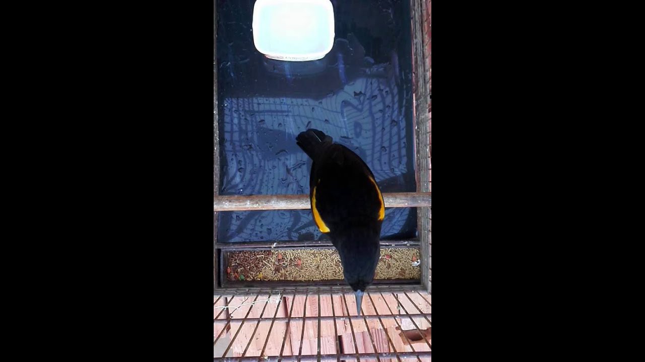 Pássaro preto primavera