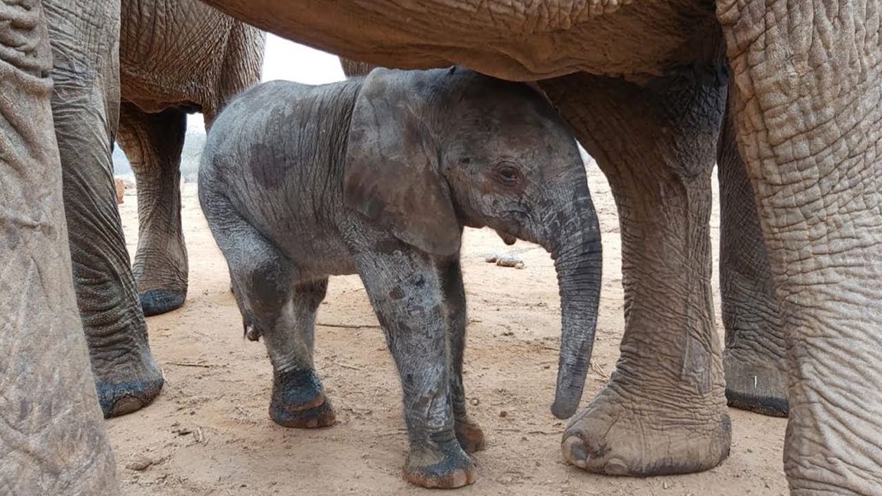 Makena's newborn baby, Mumo | Sheldrick Trust