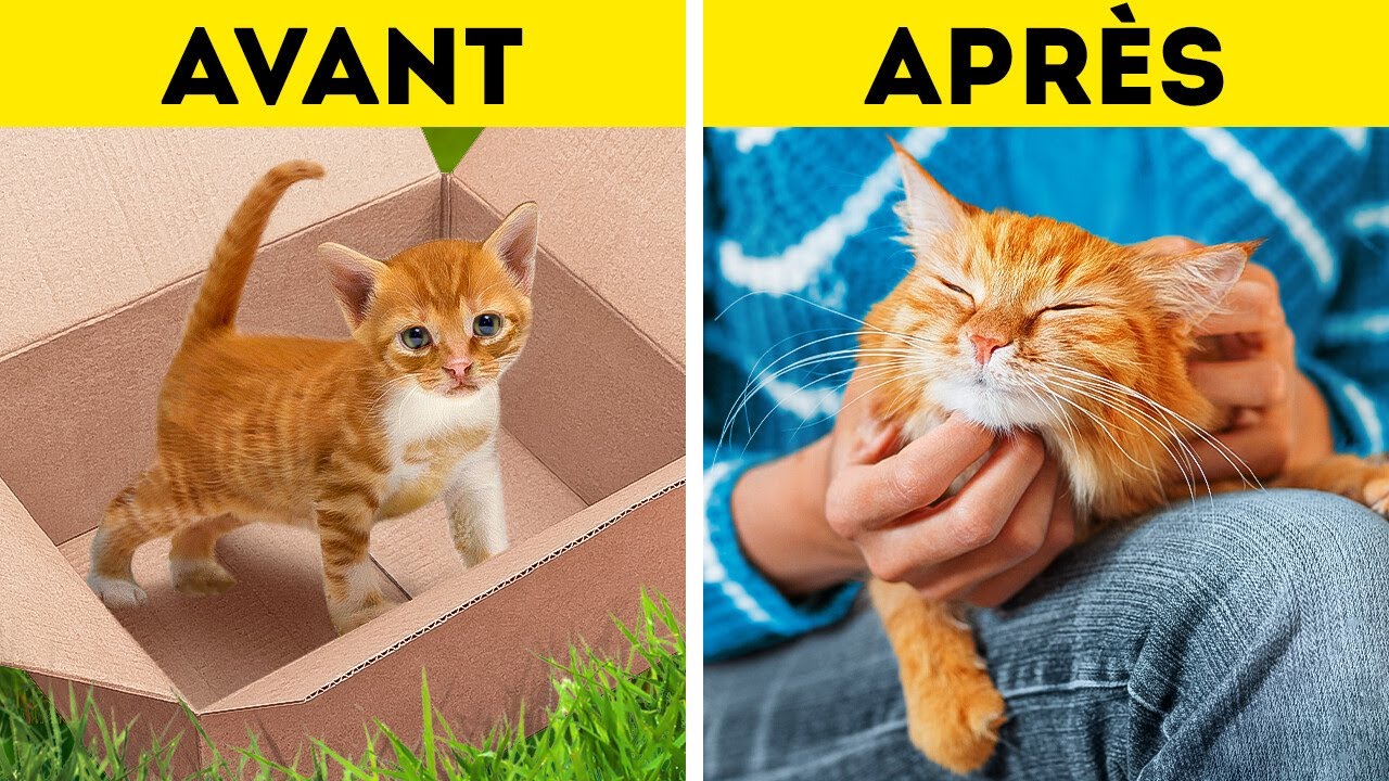 L'HISTOIRE D'UN CHAT ERRANT | ASTUCES AMUSANTES ET UTILES & INCROYABLES CRÉATIONS POUR LES ANIMAUX