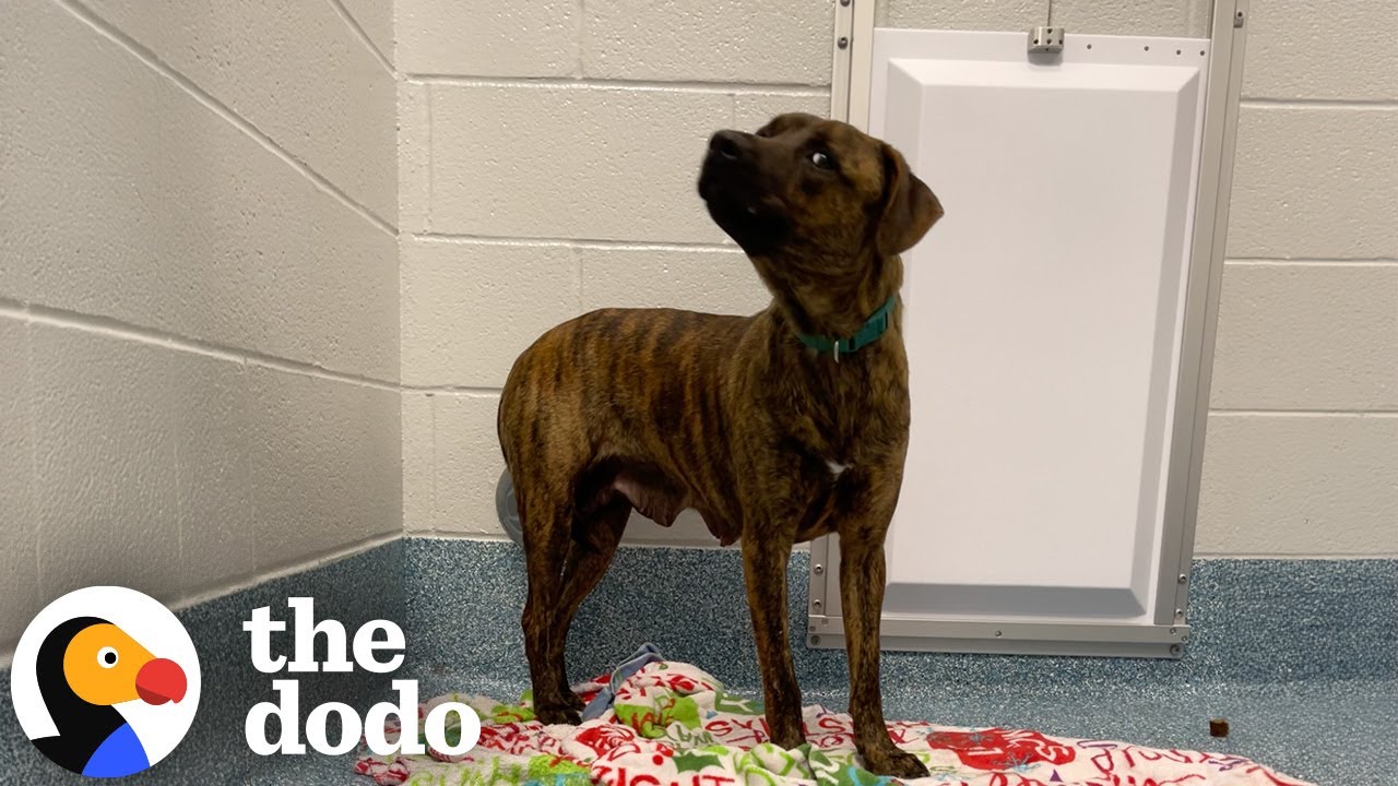 Rescue Pups' Personalities Transform Entirely Once They're Home  | The Dodo