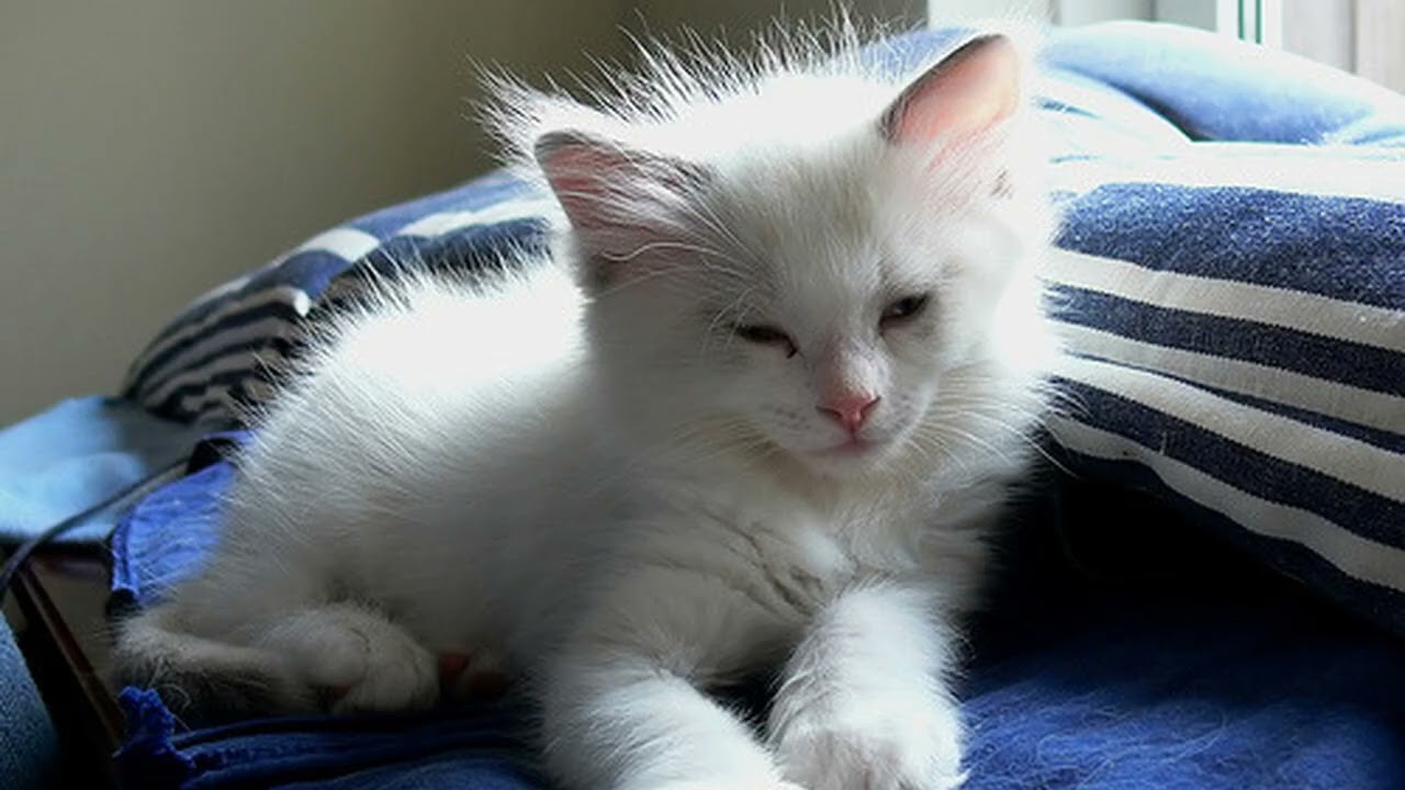 หนึ่งชั่วโมงแห่งความน่ารักของลูกแมว 🐾💕