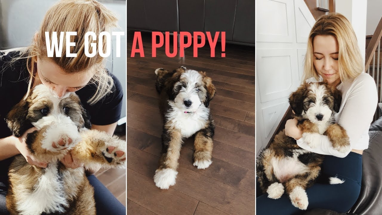 Episode 1 - Meet my new puppy!