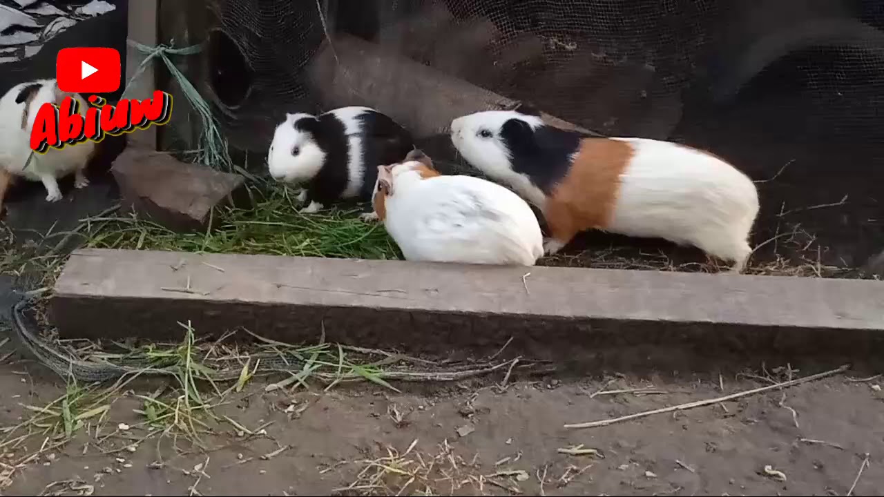 MARMUT LUCU KENAPA MURAH