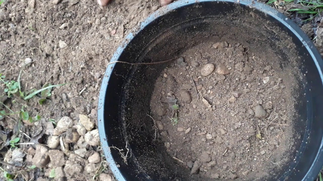 kestane dikimi