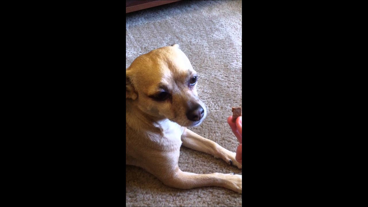 Chihuahua shows tremendous restraint playing leave it game