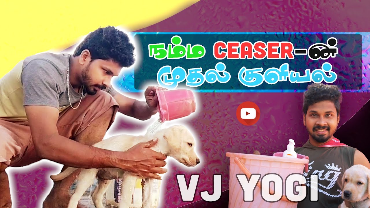 Dog Videos Funny | Labrador Dog | Training | | Dog Training Tamil | Labrador Dog in tamil