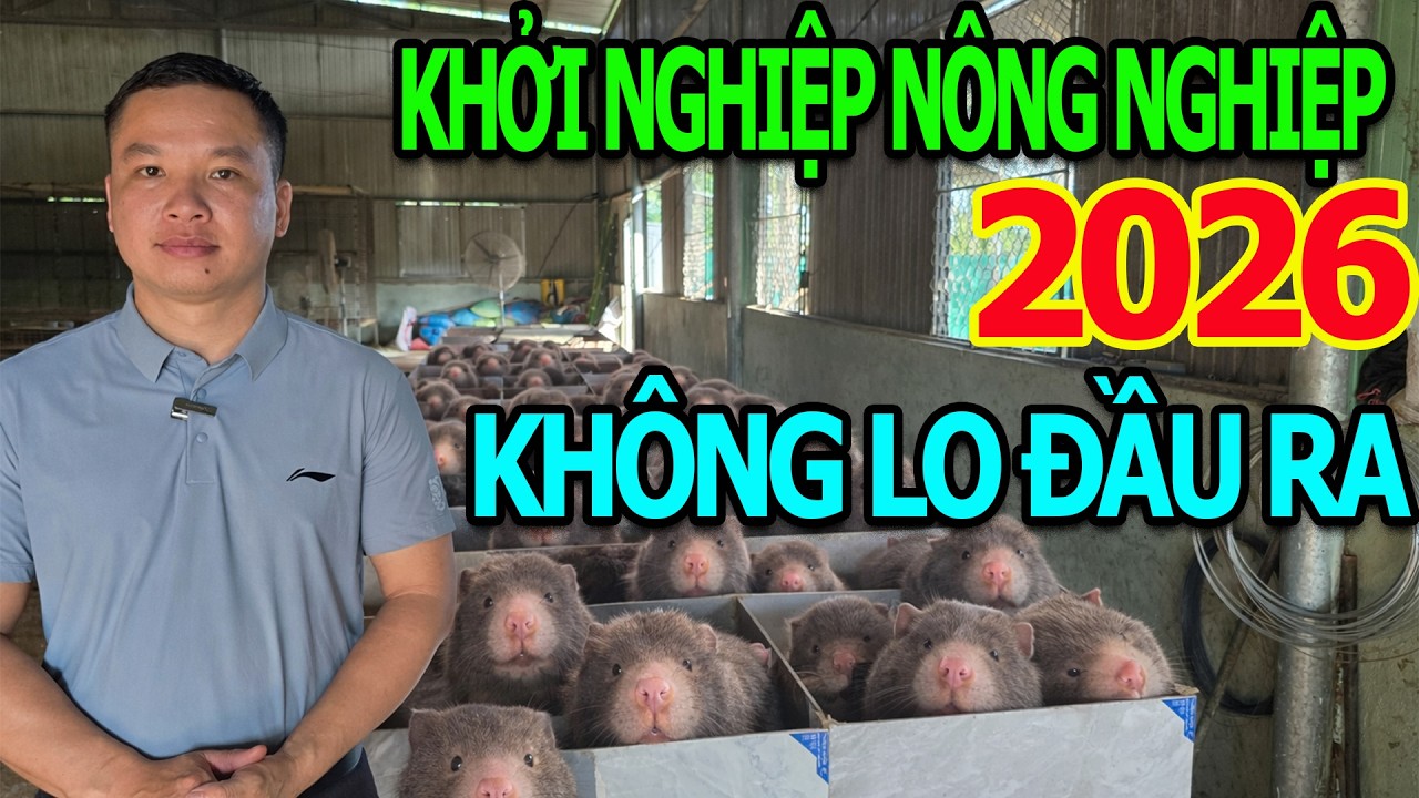 Khởi Nghiệp Nông Nghiệp 2026: Trại Dúi Tây Nguyên Hỗ Trợ Vốn Giúp Bà Con Chăn Nuôi Bao Tiêu Đầu Ra