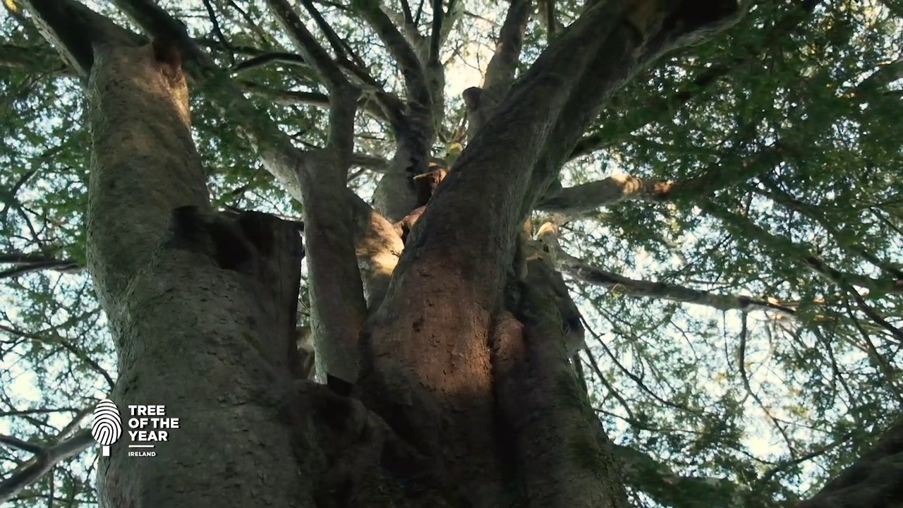 2019 - Tree of the Year Ireland - Witch&rsquo;s Yew Tree