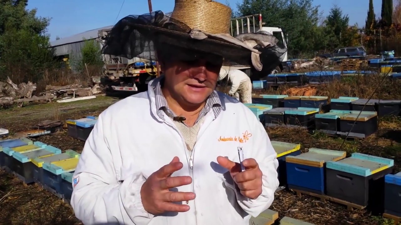 JPHMIEL. Nutrición abejas 8, alimentación abejas se resuelven dudas.