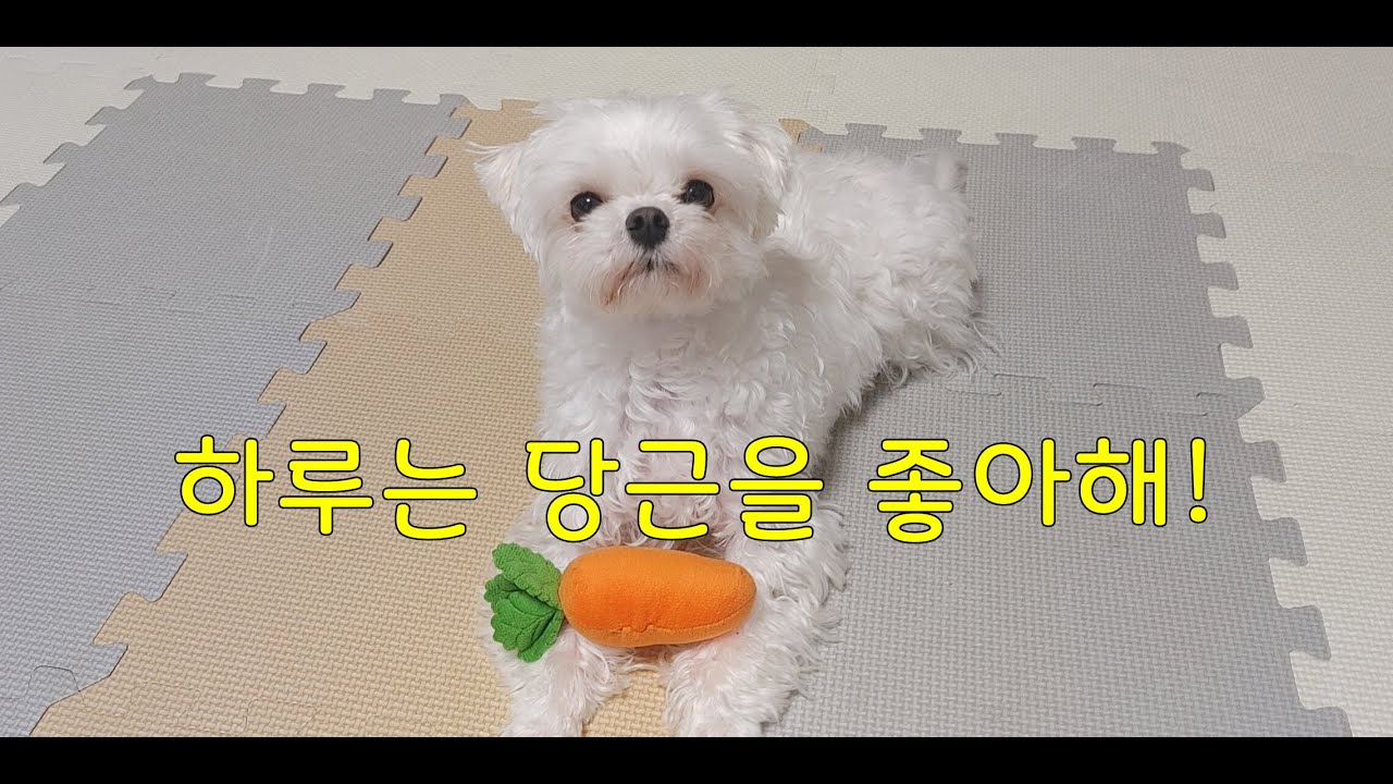 (100) 하루의 새 노즈워크 당근!🥕   Haru's new nose walk, carrot!🥕  (Eng Sub)#하루와함께 #puppy  #Withharu