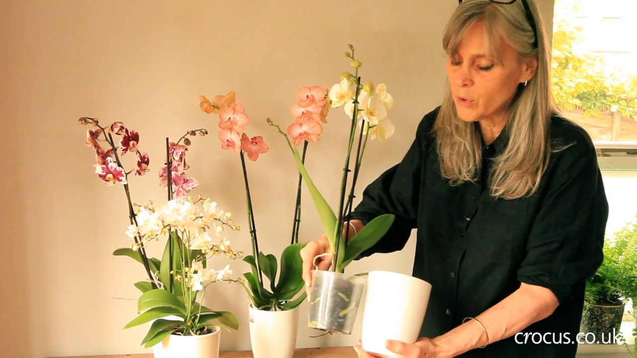 How to grow Phalaenopsis Orchids | Crocus.co.uk